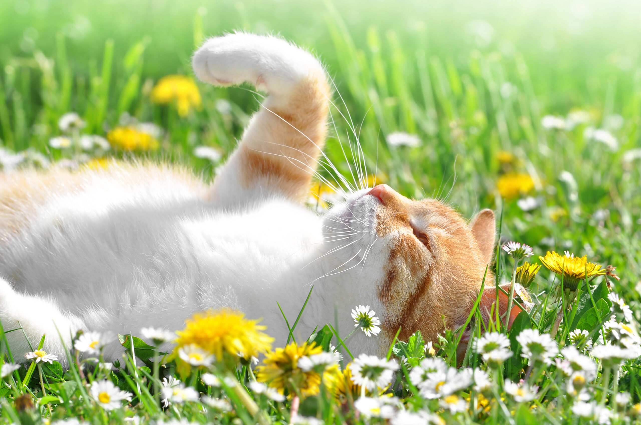 Orange-and-white cat lying on its side in a sunny meadow filled with white and yellow daisies