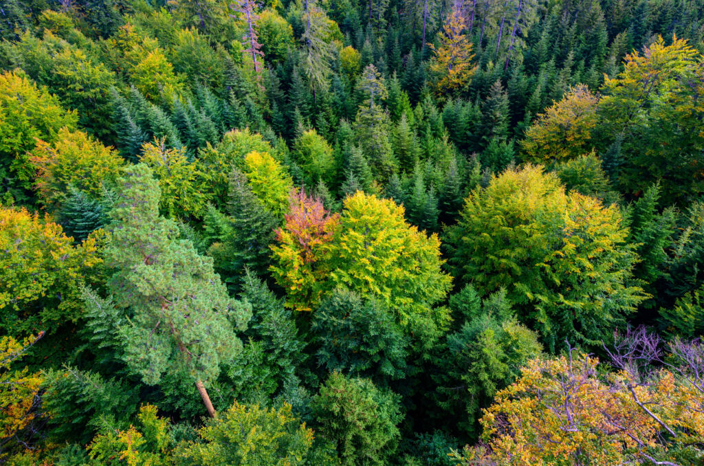 Aerial view of a dense forest with green and yellow autumn foliage from above.