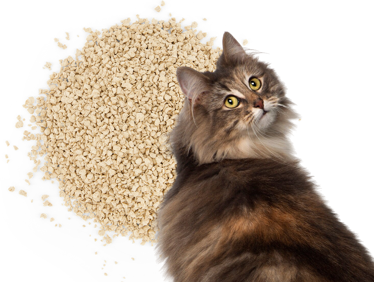 Katze mit Katzenstreu | Blog